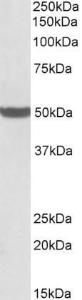 Anti-PTCD2 antibody