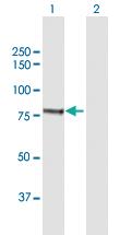 Anti-CAPN1 Rabbit Polyclonal Antibody