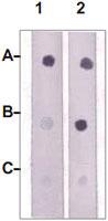 Anti-JAK2 Rabbit Polyclonal Antibody