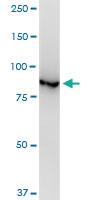 Anti-VCP Mouse Monoclonal Antibody [clone: 4A8]