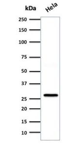 Western blot analysis of HeLa cell lysate using Anti-HSP27 Antibody [SPM252]