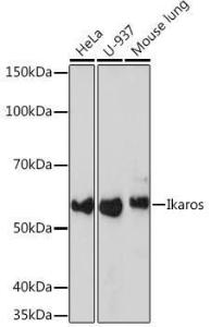 Anti-Ikaros antibody