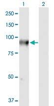 Anti-FLYWCH1 Mouse Polyclonal Antibody