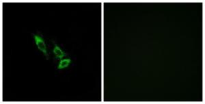 Immunofluorescence analysis of A549 cells using Anti-OR10V1 Antibody The right hand panel represents a negative control, where the antibody was pre-incubated with the immunising peptide