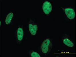 Anti-MPG Mouse Monoclonal Antibody [clone: 1E10]