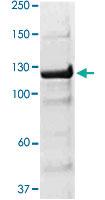 Anti-JAK2 Rabbit Polyclonal Antibody