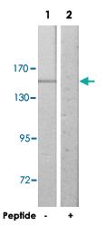 Anti-COL4A2 Rabbit Polyclonal Antibody