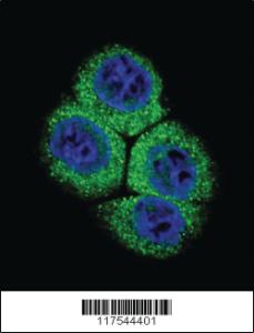 Anti-APEX1 Rabbit Polyclonal Antibody