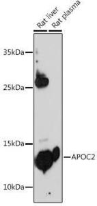 Antibody anti-APOC2 100 µl