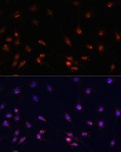 Antibody A93166-100 100 µl