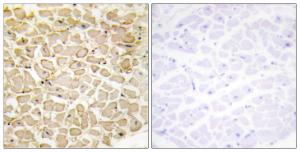 Antibody anti-CDH13 A95915-100 100 µg