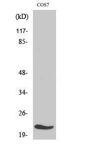 Western blot analysis of various cells using Anti-MRPL11 Antibody