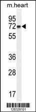 Anti-CCDC148 Rabbit Polyclonal Antibody