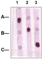 Anti-POU2F1 Rabbit Polyclonal Antibody