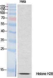 Western blot analysis of various cells using Anti-Histone H2B Antibody