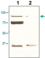 Anti-POU2F1 Rabbit Polyclonal Antibody