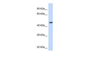 Anti-NR2E1 Rabbit Polyclonal Antibody