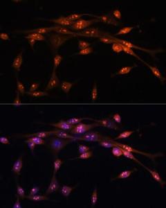 Antibody A93166-100 100 µl