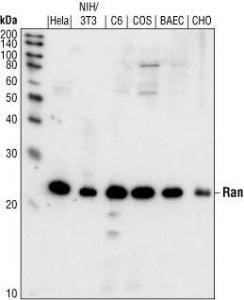 Anti-RAN Rabbit Polyclonal Antibody