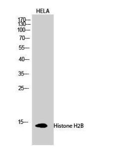 Western blot analysis of HELA cells using Anti-Histone H2B Antibody