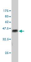 Anti-NCOA4 Mouse Monoclonal Antibody [clone: 1A2]