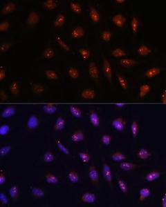 Antibody A93166-100 100 µl