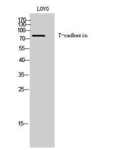 Antibody anti-CDH13 A95915-100 100 µg