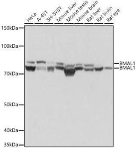 Western blot analysis of extracts of various cell lines, using Anti-BMAL1 Antibody [ARC1101] (A305303) at 1:1,000 dilution