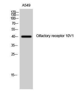 Western blot analysis of A549 cells using Anti-OR10V1 Antibody