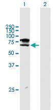 Anti-ST6GALNAC1 Mouse Polyclonal Antibody