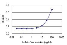 Anti-RNF168 Antibody Pair