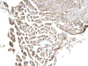 Anti-GJD2 Rabbit Polyclonal Antibody