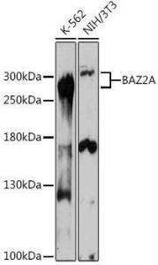 Western blot analysis of extracts of various cell lines, using Anti-BAZ2A/TIP5 Antibody (A93167) at 1:1,000 dilution