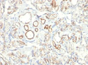 Immunohistochemical analysis of formalin-fixed, paraffin-embedded human placenta using Anti-Podocalyxin Antibody [PODXL/2185]