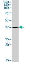 Anti-RASSF7 Goat Polyclonal Antibody