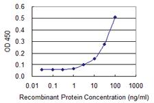 Anti-VCP Mouse Monoclonal Antibody [clone: 4A8]