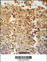 Anti-STAMBPL1 Rabbit Polyclonal Antibody (AP (Alkaline Phosphatase))