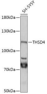 Western blot analysis of extracts of SH-SY5Y cells, using Anti-THSD4 Antibody (A305304) at 1:1,000 dilution The secondary antibody was Goat Anti-Rabbit IgG H&L Antibody (HRP) at 1:10,000 dilution Lysates/proteins were present at 25 µg per lane