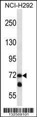 Anti-LOXL3 Rabbit Polyclonal Antibody (AP (Alkaline Phosphatase))