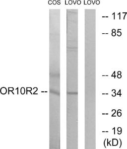 Anti-OR10S1 Rabbit Polyclonal Antibody