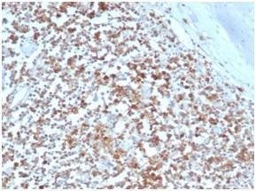 Immunohistochemical analysis of formalin-fixed, paraffin-embedded human tonsil tissue using Anti-HLA G Antibody [HLAG/6686] at 2 µg/ml