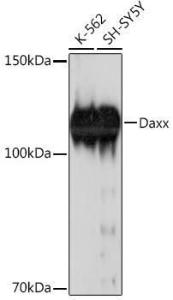 Western blot analysis of extracts of various cell lines, using Anti-Daxx Antibody [ARC2220] (A305305) at 1:1,000 dilution. The secondary antibody was Goat Anti-Rabbit IgG H&L Antibody (HRP) at 1:10,000 dilution.