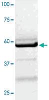 Anti-LCK Rabbit Polyclonal Antibody