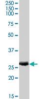 Anti-APOBEC2 Goat Polyclonal Antibody