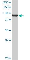 Anti-VCP Mouse Monoclonal Antibody [clone: 2B2]