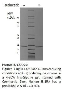 Human recombinant IL-1RA (from<i>E. coli</i>)