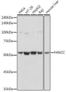 Western blot analysis of extracts of various cell lines, using Anti-FANCC Antibody (A8967) at 1:1,000 dilution