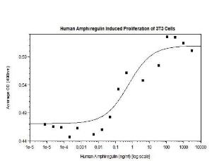 Human recombinant Amphiregulin (from <i>E. coli</i>)