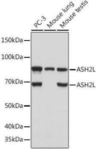 Western blot analysis of extracts of various cell lines, using Anti-ASH2L Antibody [ARC0326] (A305306) at 1:1,000 dilution. The secondary antibody was Goat Anti-Rabbit IgG H&L Antibody (HRP) at 1:10,000 dilution.