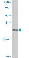 Anti-CNTNAP1 Mouse Polyclonal Antibody